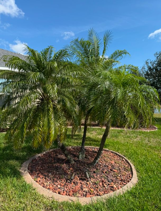 Tree / Palm Injections