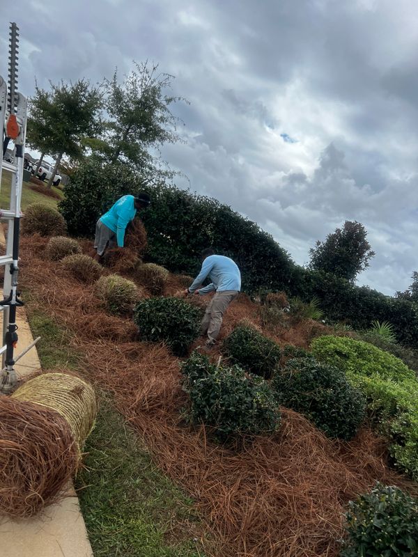 Mulch, Pine Straw Installation