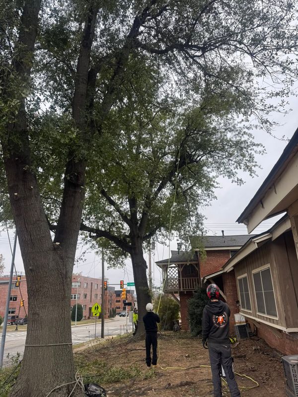 Tree Trimming