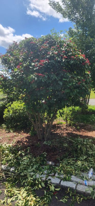 Tree & Shrub Care