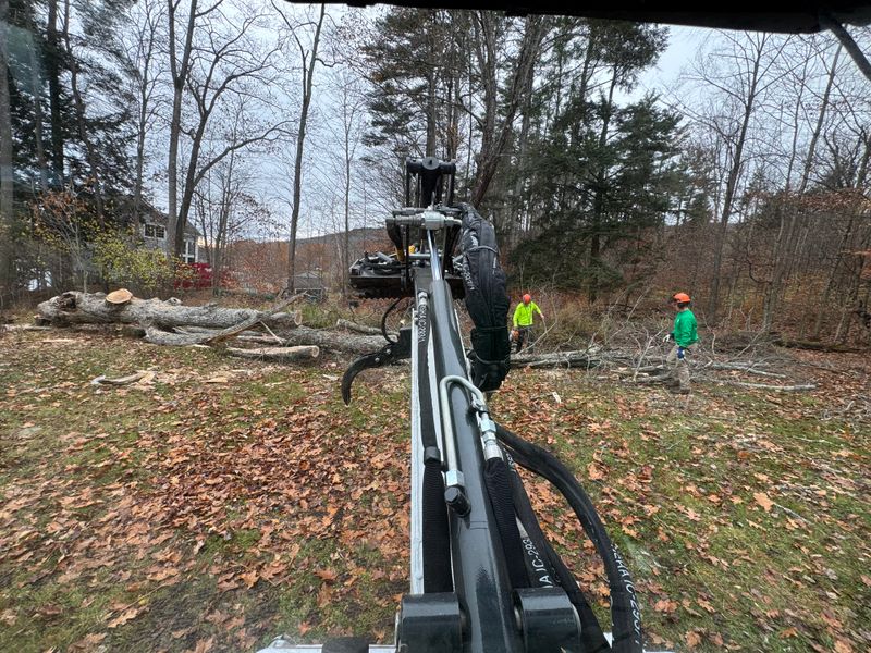 Stump Removal