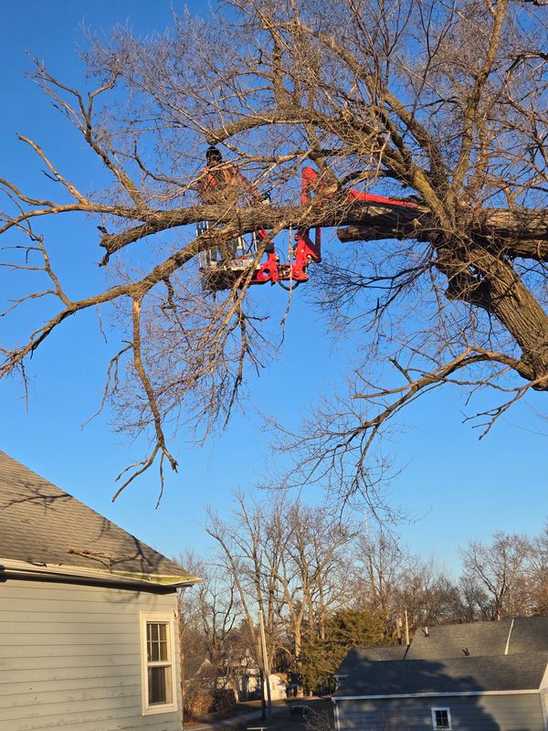Tree Trimming