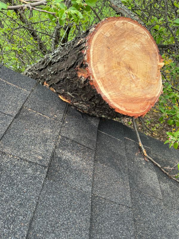 Tree Removal & Pruning