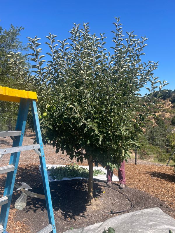 Tree Health and Maintenance