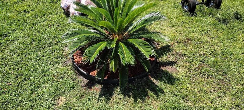 Lawn Care