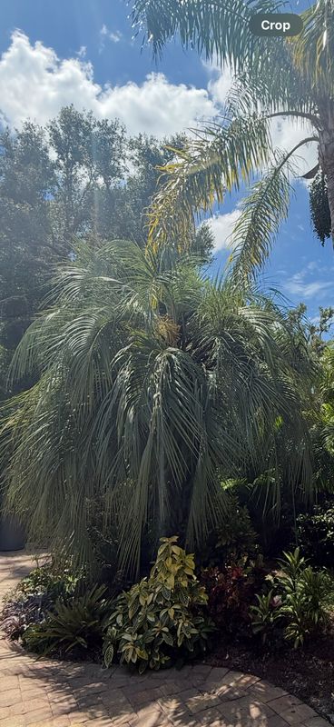 Palm Pruning