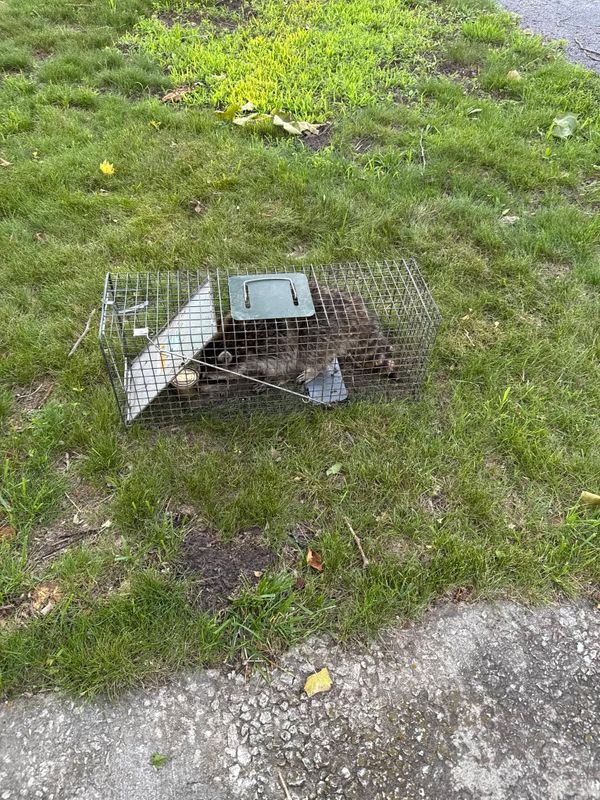Animal Proofing Solutions