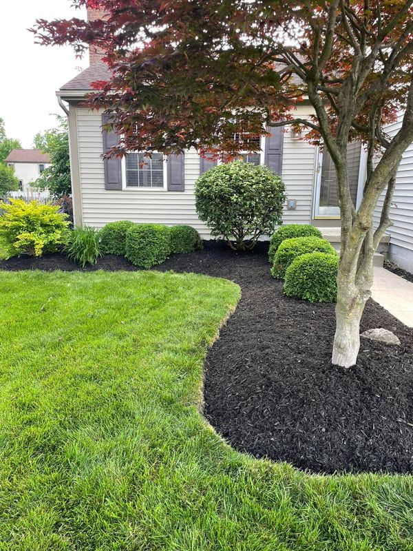 Tree & Shrub Care