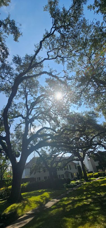 Tree Trimming
