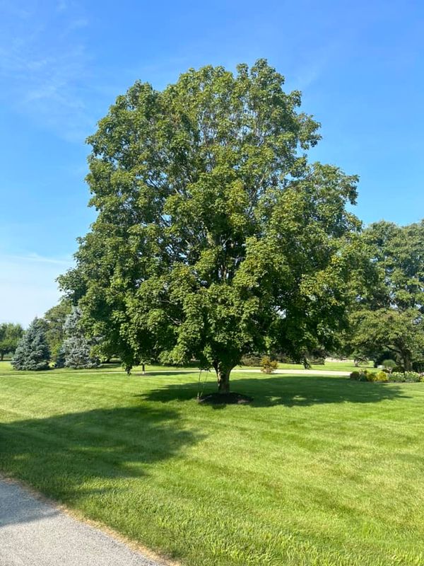 Tree Trimming