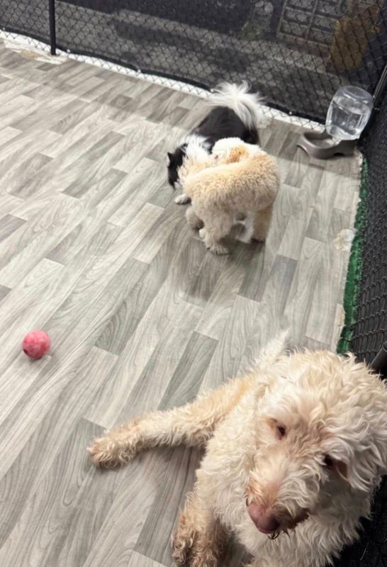 Open Play Daycare