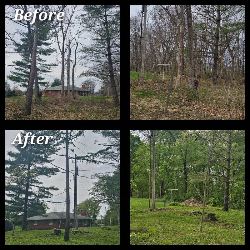 Tree Removal