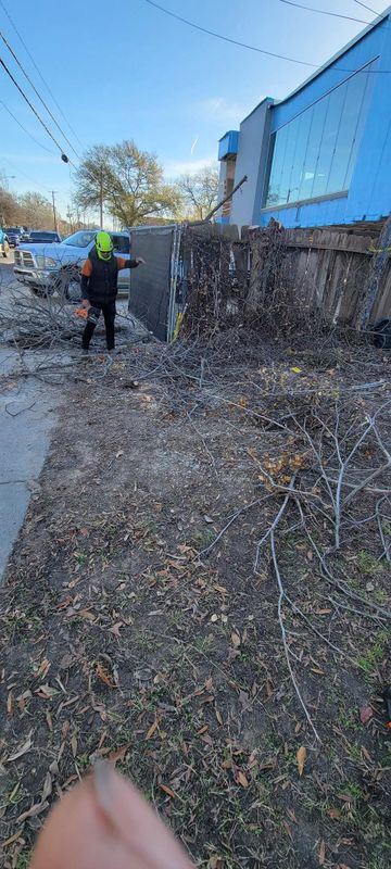 Tree Trimming