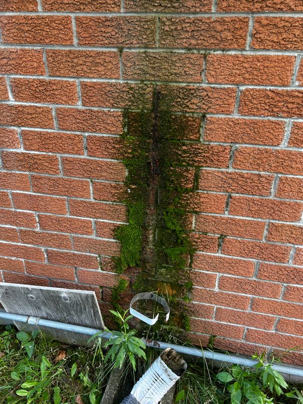 Moss Removal