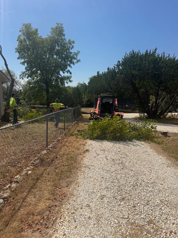 Tree Trimming