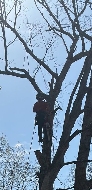 Tree Services