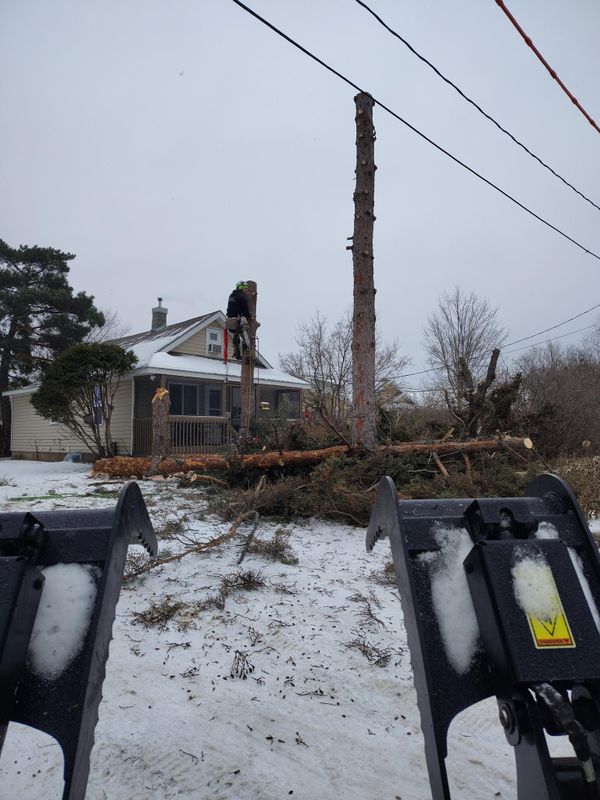 Emergency Tree Removal