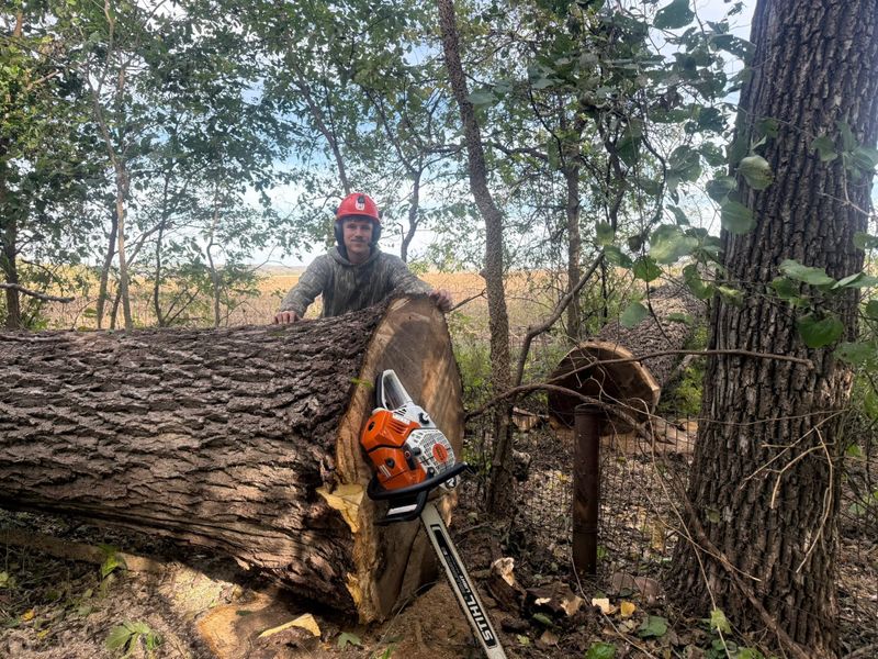 Tree Removal