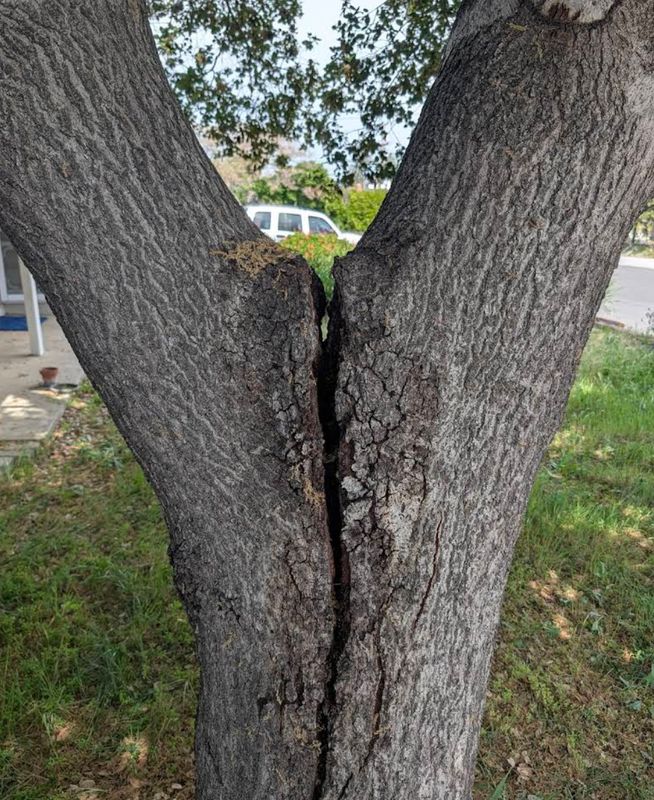 Tree Services