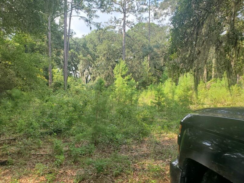 Tree Trimming & Removal gallery