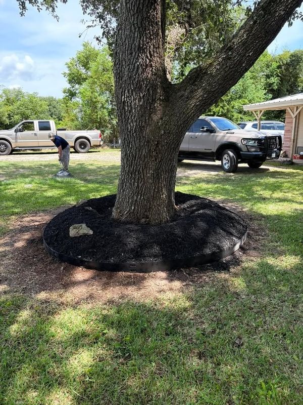Tree & Shrub Care