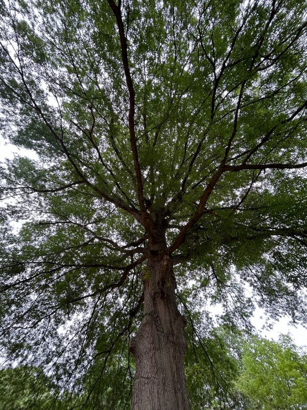 Tree Removal