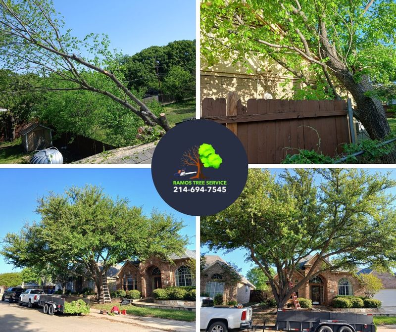 Tree Trimming