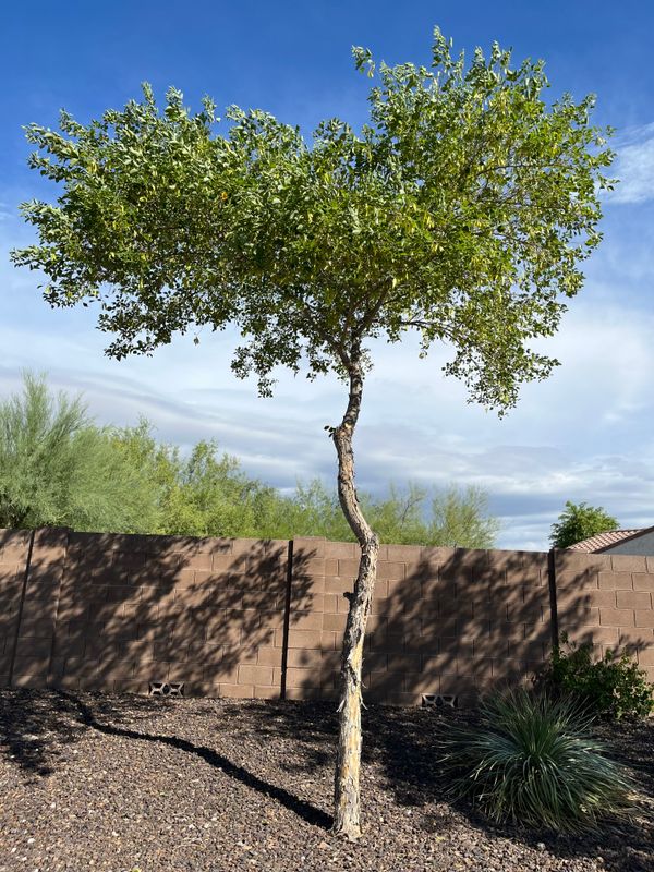 Tree & Shrub Care