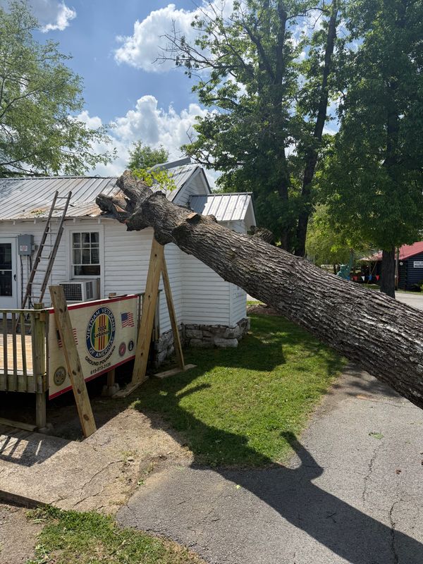 Tree Removal