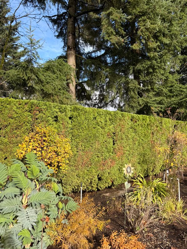 Shrub Trimming