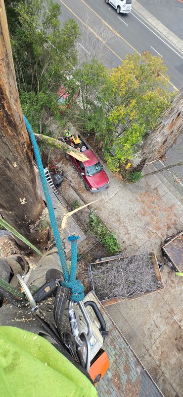 Hazardous Tree Services