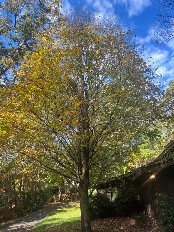 Fall Clean Up