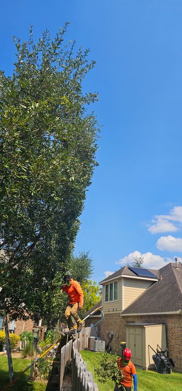 Tree Trimming