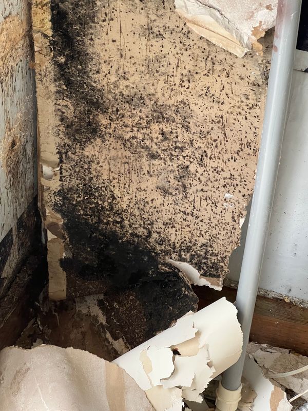 Mold Remediation