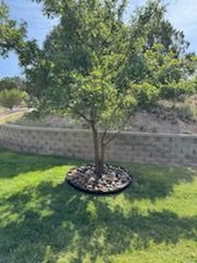 Tree & Shrub Care