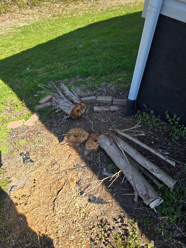 Stump grinding or removal