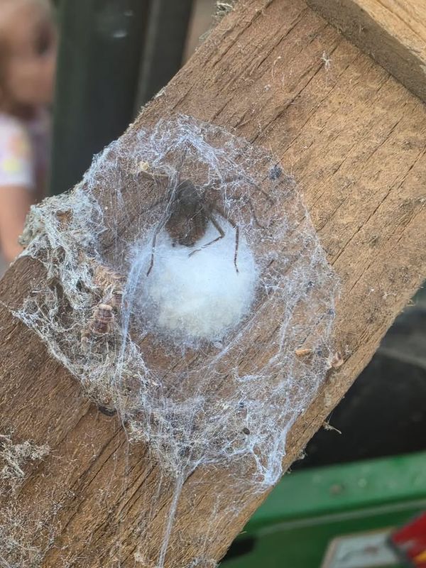 Termite Inspection & Treatment