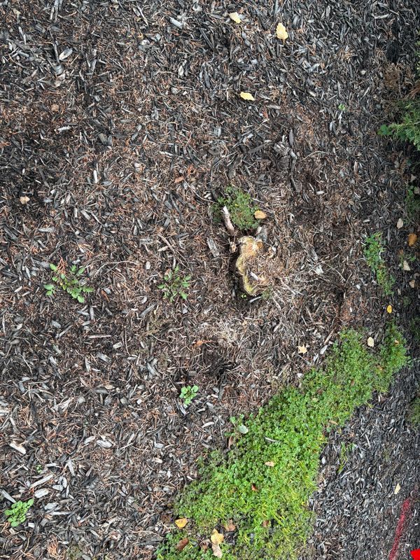 Stump Removal