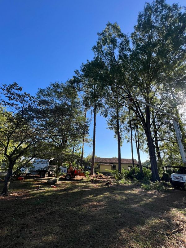 Tree Trimming