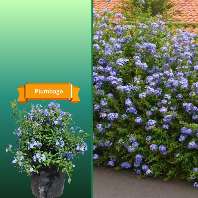 Plant Samples