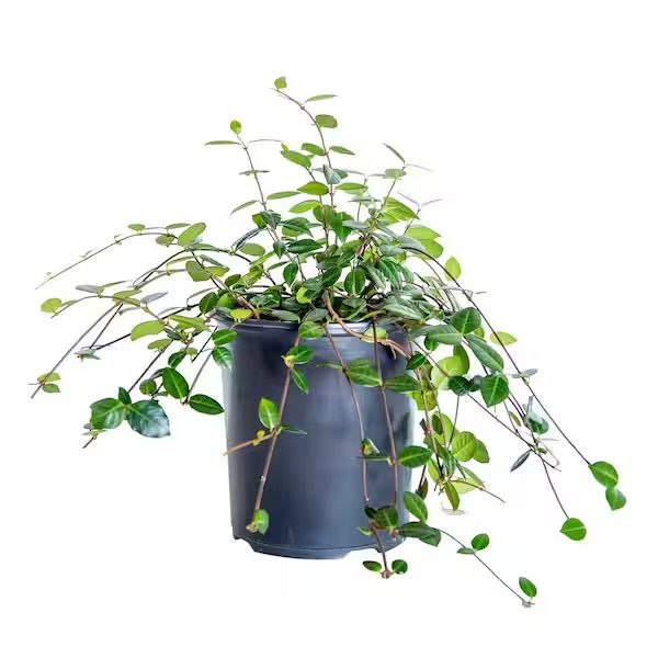 Plant and tree list