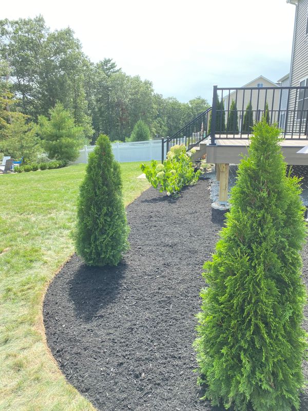 Shrub Trimming