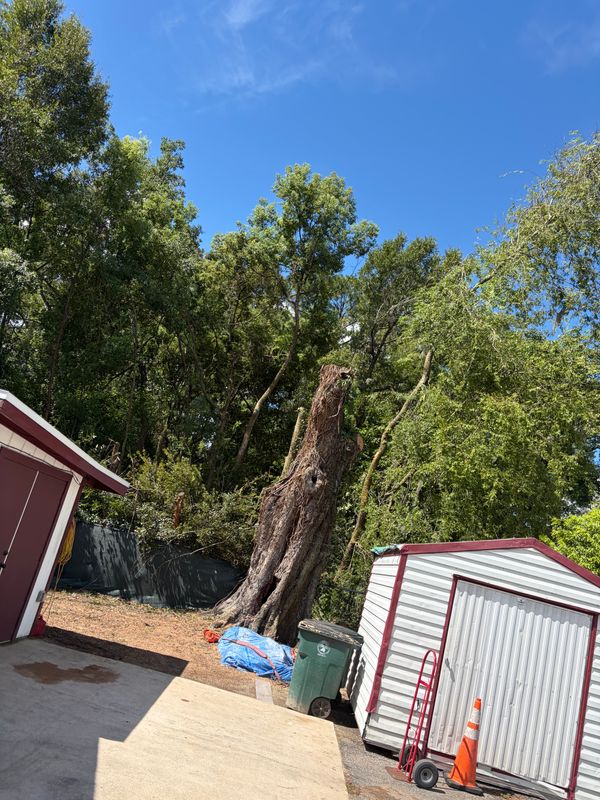 Tree Removal
