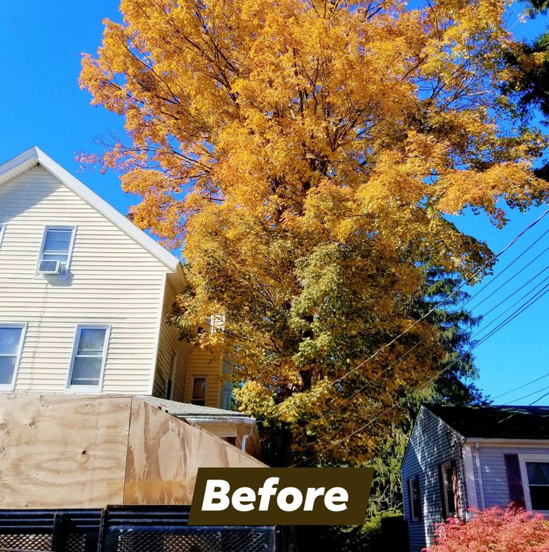 Tree Removal gallery
