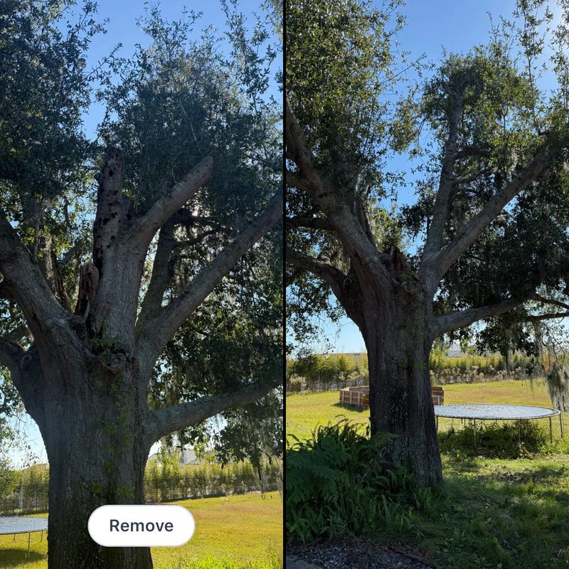 Tree Pruning