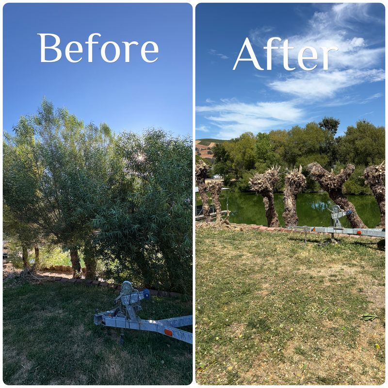 Tree & Shrub Care