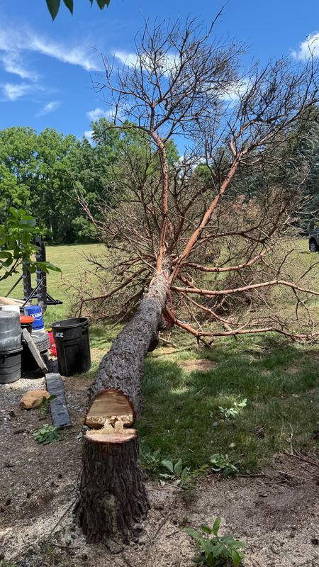 Tree Service