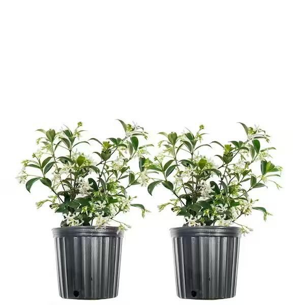 Plant and tree list