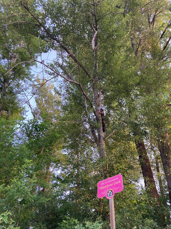 Tree Trimming and Removal