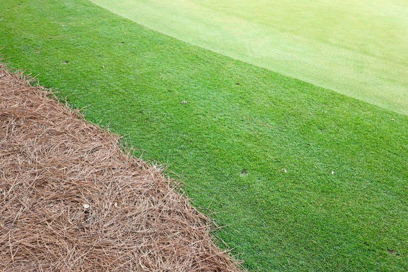 Lawn Maintenance